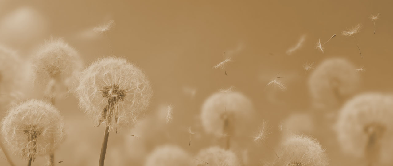 bloemen in de wind